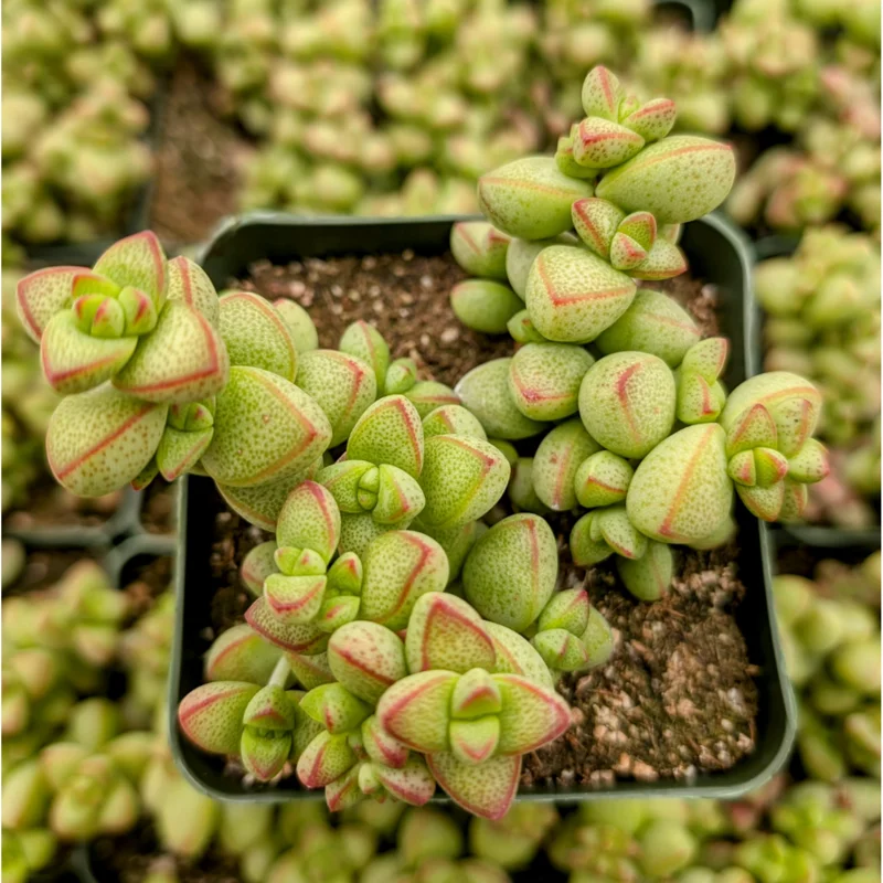 Crassula Rupestris Var. Monticola Succulent Live Plant 2 Inch Pot Indoor Outdoor Crassula Rupestris Var. Monticola Succulent Live Plant 2 Inch Pot Indoor Outdoor - Image 5