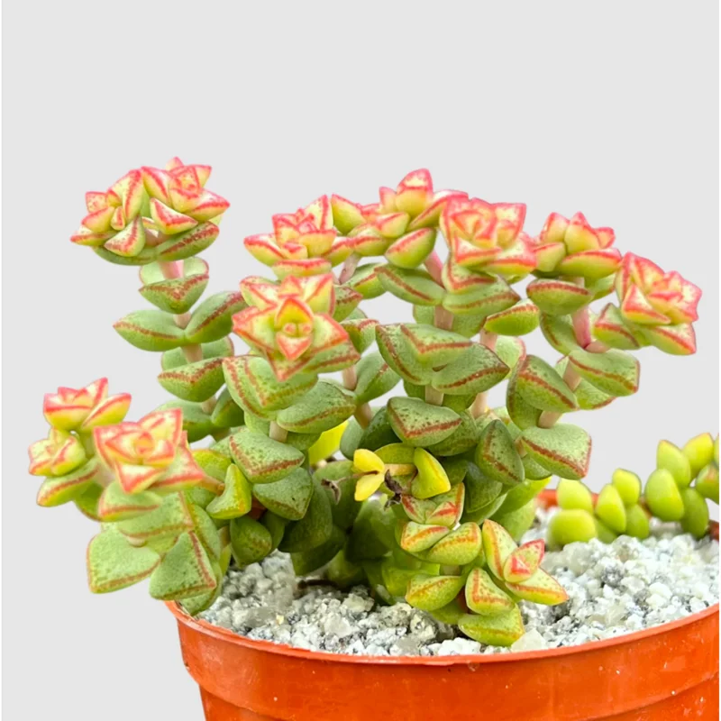 Crassula Rupestris Var. Monticola Succulent Live Plant 2 Inch Pot Indoor Outdoor Crassula Rupestris Var. Monticola Succulent Live Plant 2 Inch Pot Indoor Outdoor - Image 6