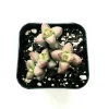 Crassula Rupestris Var. Monticola Succulent Live Plant 2 Inch Pot Indoor Outdoor - Image 1