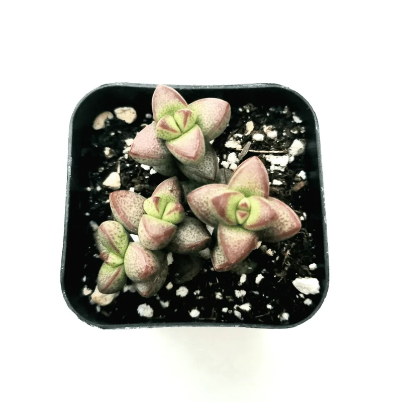Crassula Rupestris Var. Monticola Succulent Live Plant 2 Inch Pot Indoor Outdoor Crassula Rupestris Var. Monticola Succulent Live Plant 2 Inch Pot Indoor Outdoor - Image 1
