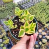 Crassula Sarmentosa 'Comet' Variegata Succulent Live Plant 2 Inch Pot Indoor/Outdoor - Image 1