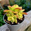 Crassula Sarmentosa Succulent Live Plant – 2 Inch Pot – Indoor Outdoor Home Decor - Image 1