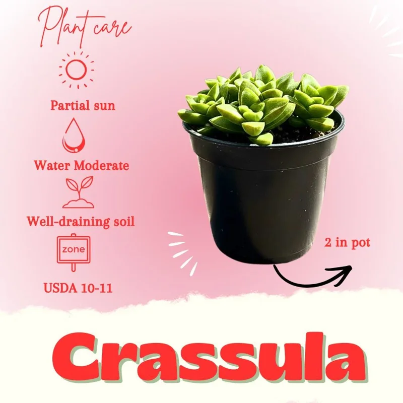 Crassula Succulent Live Plant – Trailing Indoor Plant with Pink Flowers – 2 inch Pot - Image 2