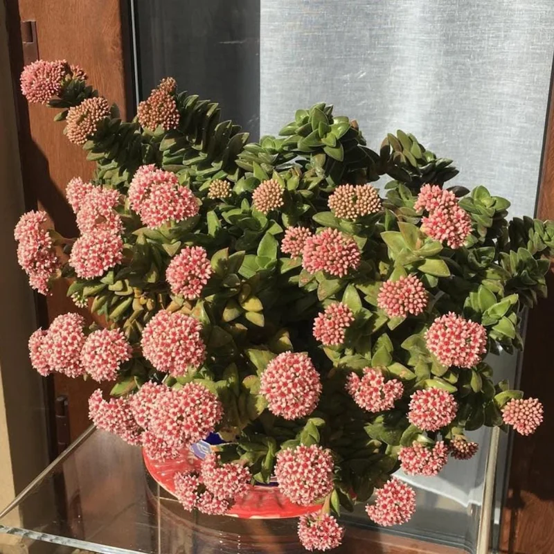 Crassula Succulent Live Plant – Trailing Indoor Plant with Pink Flowers – 2 inch Pot Crassula Succulent Live Plant – Trailing Indoor Plant with Pink Flowers – 2 inch Pot - Image 3