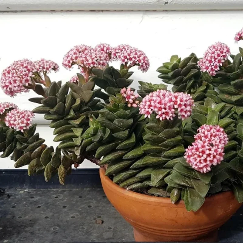Crassula Succulent Live Plant – Trailing Indoor Plant with Pink Flowers – 2 inch Pot Crassula Succulent Live Plant – Trailing Indoor Plant with Pink Flowers – 2 inch Pot - Image 4