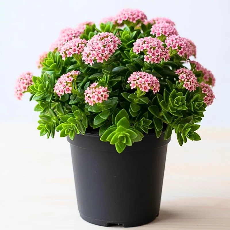 Crassula Succulent Live Plant – Trailing Indoor Plant with Pink Flowers – 2 inch Pot Crassula Succulent Live Plant – Trailing Indoor Plant with Pink Flowers – 2 inch Pot - Image 6