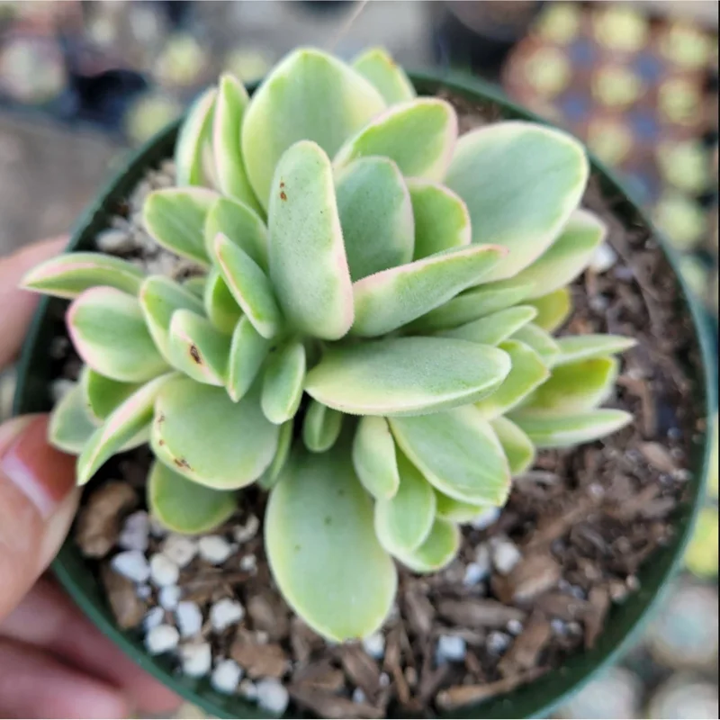 Crassula Swaziensis Variegata 'Money Maker' Succulent Live Plant, 2 Inch Pot, Indoor/Outdoor - Image 2