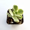 Crassula Swaziensis Variegata 'Money Maker' Succulent Live Plant, 2 Inch Pot, Indoor/Outdoor - Image 1