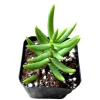 Crassula Tetragona 'Miniature Pine Tree' Succulent Live Plant – 2 Inch Pot – Indoor/Outdoor - Image 1
