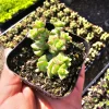 Crassula Tom Thumb Live Succulent Plant – 2 inch Pot – Crassula rupestris ssp. commutata - Image 1