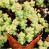 Crassula 'Tom Thumb' Succulent Live Plant, 2 Inch Pot, Indoor/Outdoor - Image 1