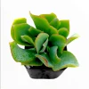 Crassula Undulatifolia 'Ripple Jade' Succulent Live Plant 2 Inch Pot - Indoor Outdoor - Image 1