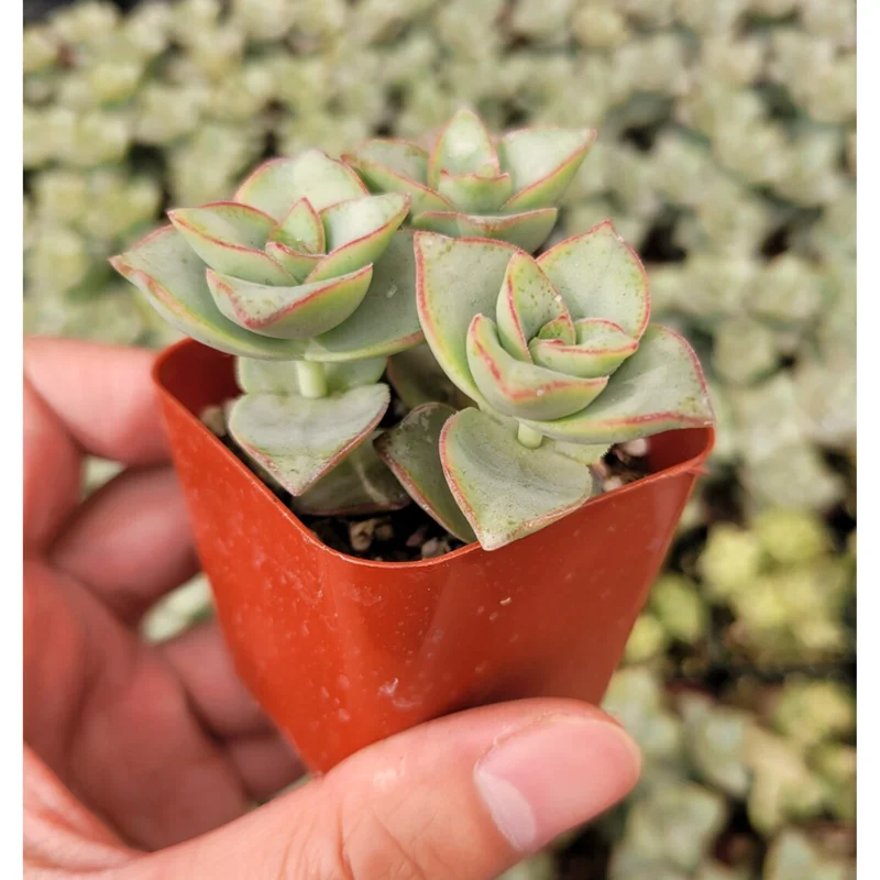 Crassula x Perforata 'Ivory Towers' Succulent Live Plant 2 Inch Pot Indoor Outdoor Crassula x Perforata 'Ivory Towers' Succulent Live Plant 2 Inch Pot Indoor Outdoor - Image 2