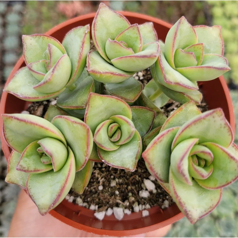 Crassula x Perforata 'Ivory Towers' Succulent Live Plant 2 Inch Pot Indoor Outdoor Crassula x Perforata 'Ivory Towers' Succulent Live Plant 2 Inch Pot Indoor Outdoor - Image 3