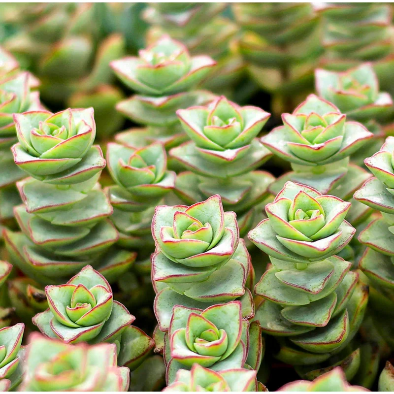 Crassula x Perforata 'Ivory Towers' Succulent Live Plant 2 Inch Pot Indoor Outdoor Crassula x Perforata 'Ivory Towers' Succulent Live Plant 2 Inch Pot Indoor Outdoor - Image 4