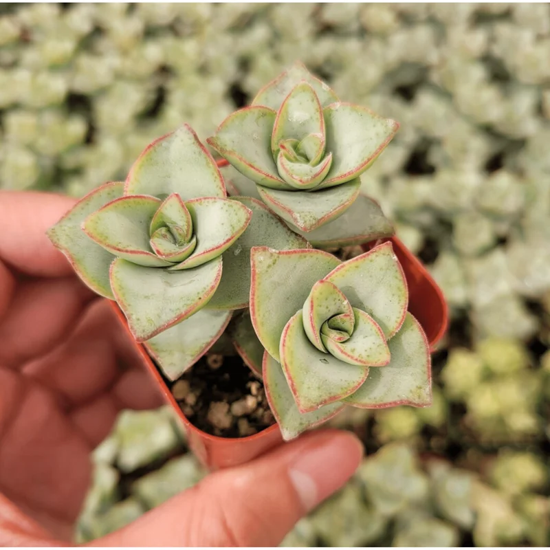 Crassula x Perforata 'Ivory Towers' Succulent Live Plant 2 Inch Pot Indoor Outdoor Crassula x Perforata 'Ivory Towers' Succulent Live Plant 2 Inch Pot Indoor Outdoor - Image 6