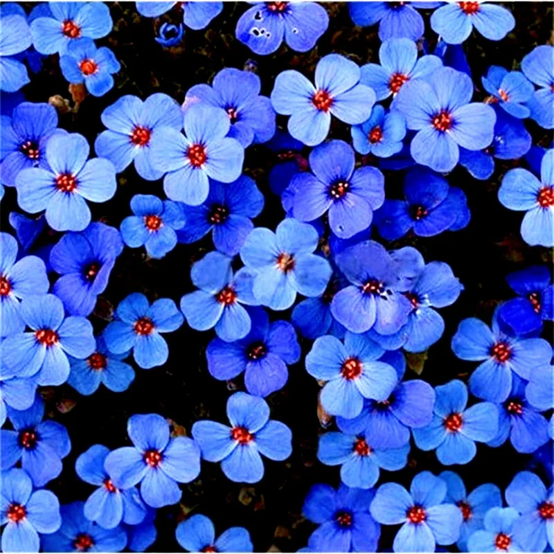 Creeping Thyme Herb Flower Seeds - Thymus Serpyllum Ground Cover Blue - 100+ Seeds - Image 2