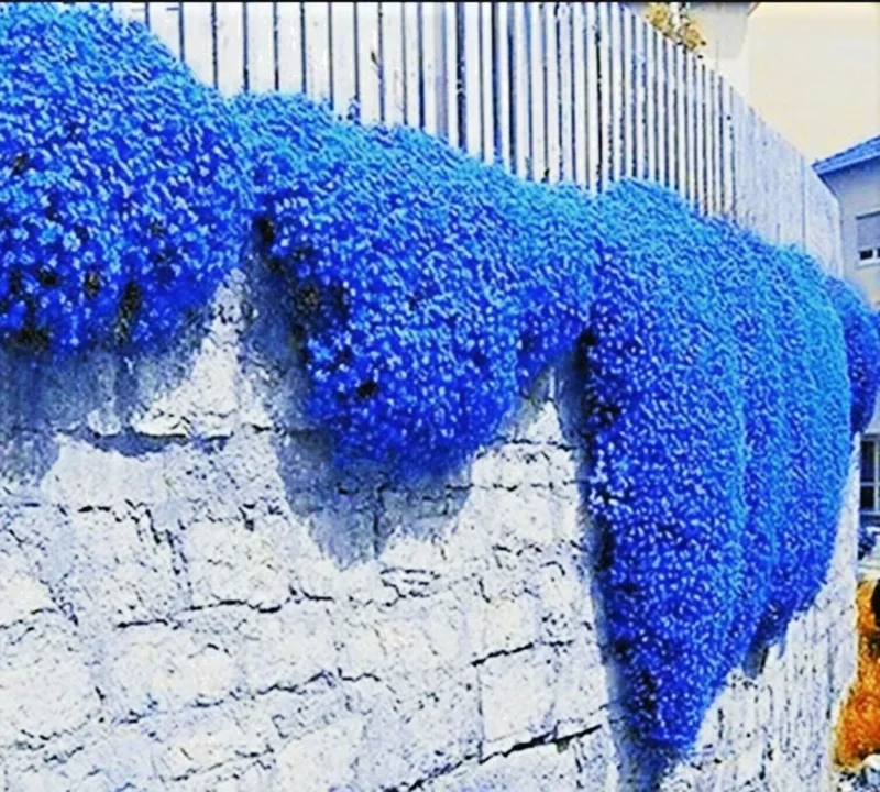 Creeping Thyme Herb Flower Seeds - Thymus Serpyllum Ground Cover Blue - 100+ Seeds - Image 1