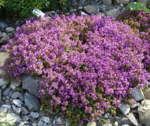 Creeping Thyme Seeds - 100,000 Thymus Serpyllum Perennial Ground Cover Creeping Thyme Seeds - 100,000 Thymus Serpyllum Perennial Ground Cover - Image 3