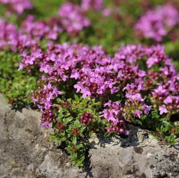 Creeping Thyme Seeds - 100,000 Thymus Serpyllum Perennial Ground Cover Creeping Thyme Seeds - 100,000 Thymus Serpyllum Perennial Ground Cover - Image 4