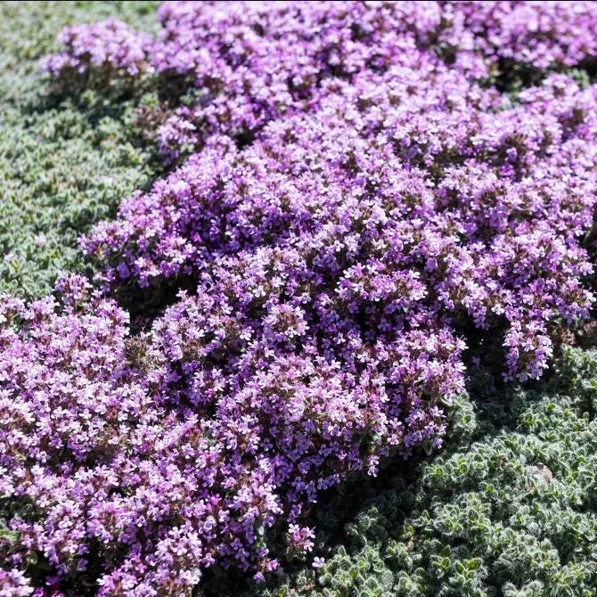 Creeping Thyme Seeds - 100,000 Thymus Serpyllum Perennial Ground Cover Creeping Thyme Seeds - 100,000 Thymus Serpyllum Perennial Ground Cover - Image 5