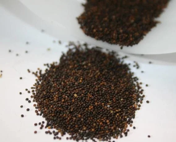 Creeping Thyme Seeds - 100,000 Thymus Serpyllum Perennial Ground Cover Creeping Thyme Seeds - 100,000 Thymus Serpyllum Perennial Ground Cover - Image 6