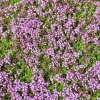 Creeping Thyme Seeds - 100,000 Thymus Serpyllum Perennial Ground Cover Creeping Thyme Seeds - 100,000 Thymus Serpyllum Perennial Ground Cover - Image 1