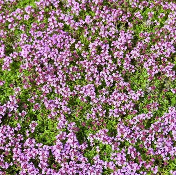 Creeping Thyme Seeds - 100,000 Thymus Serpyllum Perennial Ground Cover Creeping Thyme Seeds - 100,000 Thymus Serpyllum Perennial Ground Cover - Image 1