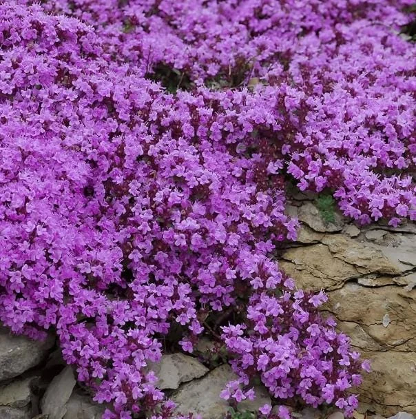 Creeping Thyme Seeds - 150,000 Seeds for Ground Cover - Outdoor Perennial Creeping Thyme Seeds - 150,000 Seeds for Ground Cover - Outdoor Perennial - Image 2