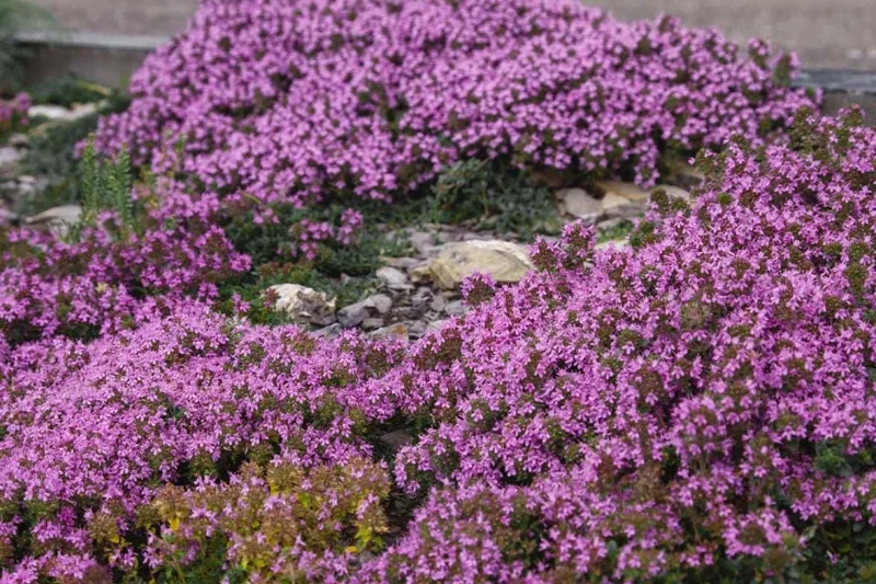 Creeping Thyme Seeds - 150,000 Seeds for Ground Cover - Outdoor Perennial Creeping Thyme Seeds - 150,000 Seeds for Ground Cover - Outdoor Perennial - Image 3
