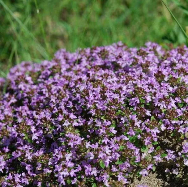 Creeping Thyme Seeds - 150,000 Seeds for Ground Cover - Outdoor Perennial Creeping Thyme Seeds - 150,000 Seeds for Ground Cover - Outdoor Perennial - Image 5