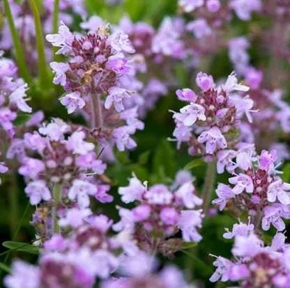 Creeping Thyme Seeds - 150,000 Seeds for Ground Cover - Outdoor Perennial Creeping Thyme Seeds - 150,000 Seeds for Ground Cover - Outdoor Perennial - Image 6
