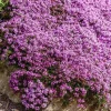Creeping Thyme Seeds - 150,000 Seeds for Ground Cover - Outdoor Perennial - Image 1