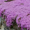Creeping Thyme Seeds - 50,000 Thymus Serpyllum Perennial for Outdoor Garden Creeping Thyme Seeds - 50,000 Thymus Serpyllum Perennial for Outdoor Garden - Image 1