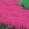 Creeping Thyme Seeds Pink Purple Ground Cover Perennial Herb - 100 Seeds Outdoor Creeping Thyme Seeds Pink Purple Ground Cover Perennial Herb - 100 Seeds Outdoor - Image 1