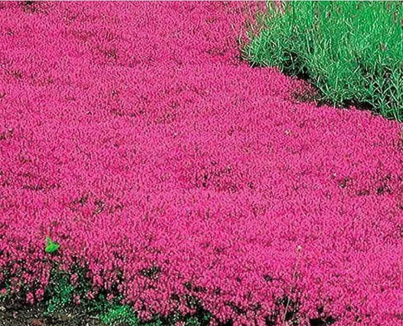 Creeping Thyme Seeds Pink Purple Ground Cover Perennial Herb - 100 Seeds Outdoor Creeping Thyme Seeds Pink Purple Ground Cover Perennial Herb - 100 Seeds Outdoor - Image 1