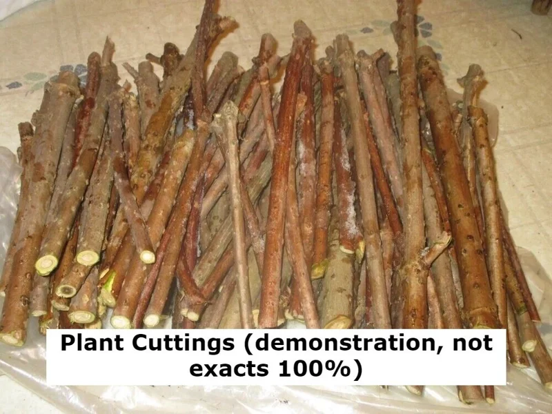 Crepe Myrtle Cuttings - 7 Pack for Fast Rooting - Indoor/Outdoor Plant Crepe Myrtle Cuttings - 7 Pack for Fast Rooting - Indoor/Outdoor Plant - Image 3