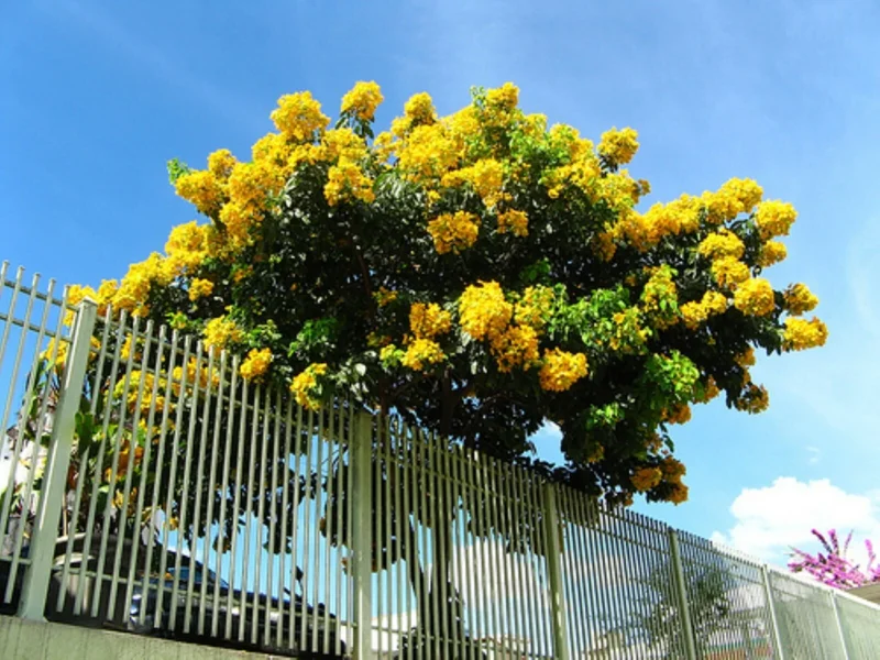 Crepe Myrtle Cuttings - 7 Pack for Fast Rooting - Indoor/Outdoor Plant Crepe Myrtle Cuttings - 7 Pack for Fast Rooting - Indoor/Outdoor Plant - Image 4