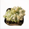 Crested Succulent Live Plant 2 Inch Pot - Indoor Outdoor Home Garden Decor Crested Succulent Live Plant 2 Inch Pot - Indoor Outdoor Home Garden Decor - Image 1