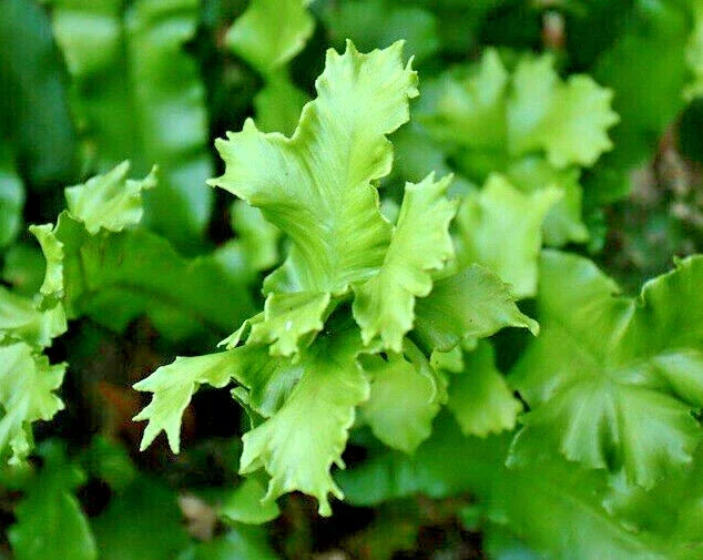 Crested Tongue Fern Spores - 1000 Cold Hardy Asplenium Scolopendrium Seeds Crested Tongue Fern Spores - 1000 Cold Hardy Asplenium Scolopendrium Seeds - Image 2
