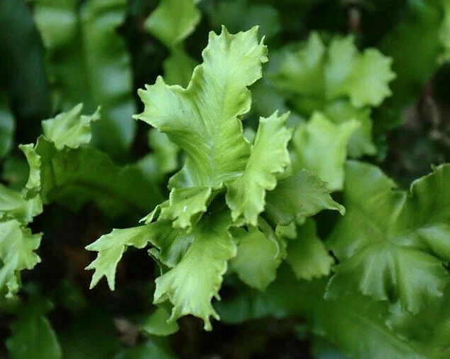 Crested Tongue Fern Spores - 1000 Cold Hardy Asplenium scolopendrium Seeds for Outdoor Garden Crested Tongue Fern Spores - 1000 Cold Hardy Asplenium scolopendrium Seeds for Outdoor Garden - Image 2