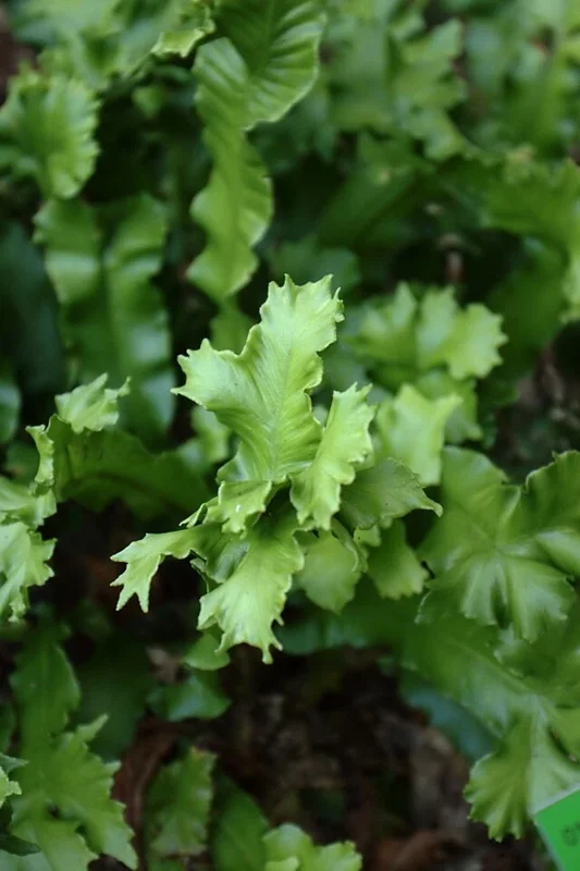Crested Tongue Fern Spores - 1000 Cold Hardy Asplenium scolopendrium Seeds for Outdoor Garden Crested Tongue Fern Spores - 1000 Cold Hardy Asplenium scolopendrium Seeds for Outdoor Garden - Image 3