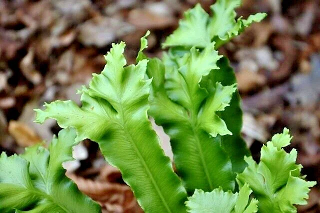 Crested Tongue Fern Spores - 1000 Cold Hardy Asplenium Scolopendrium Seeds Crested Tongue Fern Spores - 1000 Cold Hardy Asplenium Scolopendrium Seeds - Image 3