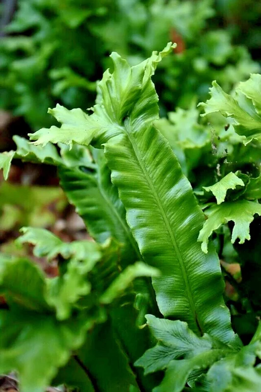Crested Tongue Fern Spores - 1000 Cold Hardy Asplenium Scolopendrium Seeds Crested Tongue Fern Spores - 1000 Cold Hardy Asplenium Scolopendrium Seeds - Image 4