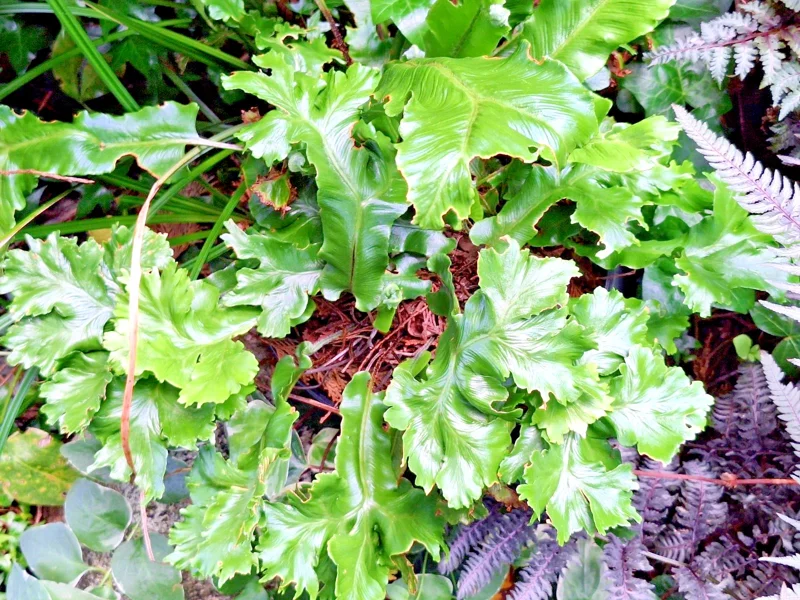 Crested Tongue Fern Spores - 1000 Cold Hardy Asplenium scolopendrium Seeds for Outdoor Garden Crested Tongue Fern Spores - 1000 Cold Hardy Asplenium scolopendrium Seeds for Outdoor Garden - Image 4