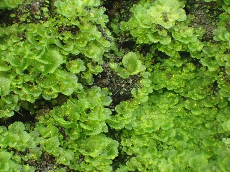 Crested Tongue Fern Spores - 1000 Cold Hardy Asplenium scolopendrium Seeds for Outdoor Garden Crested Tongue Fern Spores - 1000 Cold Hardy Asplenium scolopendrium Seeds for Outdoor Garden - Image 5