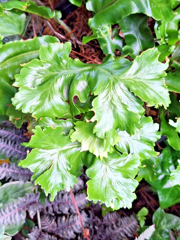 Crested Tongue Fern Spores - 1000 Cold Hardy Asplenium scolopendrium Seeds for Outdoor Garden Crested Tongue Fern Spores - 1000 Cold Hardy Asplenium scolopendrium Seeds for Outdoor Garden - Image 6
