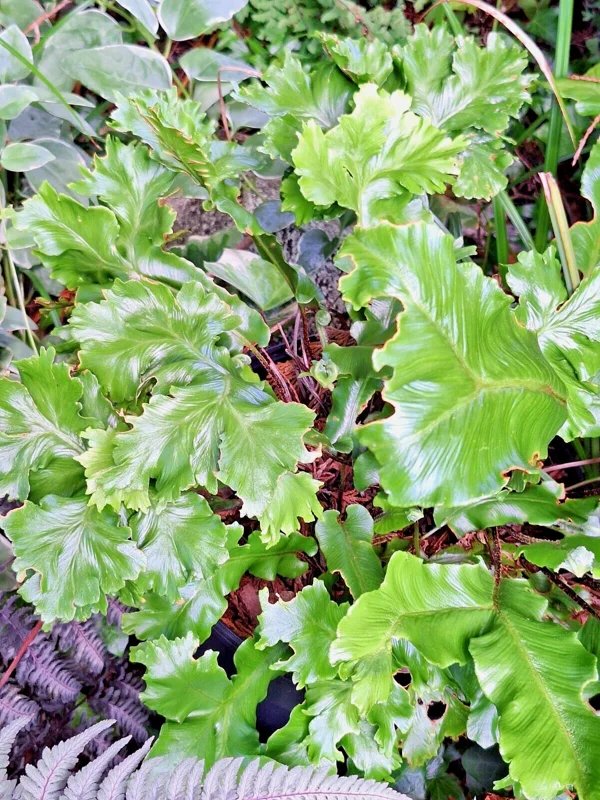 Crested Tongue Fern Spores - 1000 Cold Hardy Asplenium scolopendrium Seeds for Outdoor Garden Crested Tongue Fern Spores - 1000 Cold Hardy Asplenium scolopendrium Seeds for Outdoor Garden - Image 7