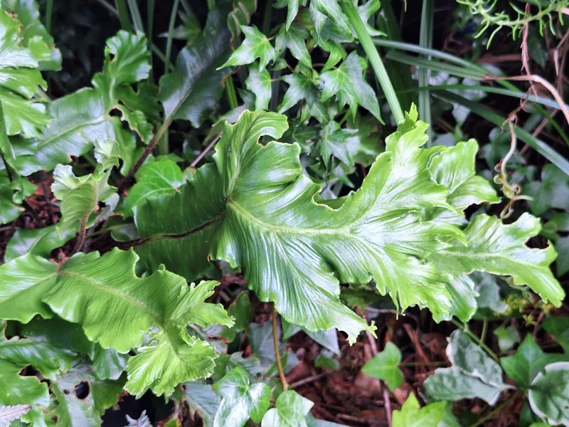 Crested Tongue Fern Spores - 1000 Cold Hardy Asplenium scolopendrium Seeds for Outdoor Garden Crested Tongue Fern Spores - 1000 Cold Hardy Asplenium scolopendrium Seeds for Outdoor Garden - Image 8