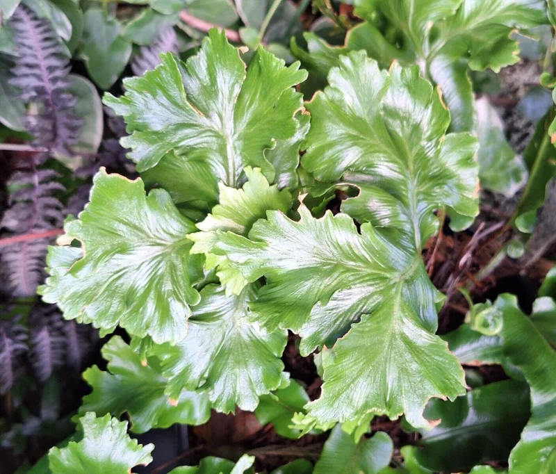 Crested Tongue Fern Spores - 1000 Cold Hardy Asplenium scolopendrium Seeds for Outdoor Garden Crested Tongue Fern Spores - 1000 Cold Hardy Asplenium scolopendrium Seeds for Outdoor Garden - Image 9